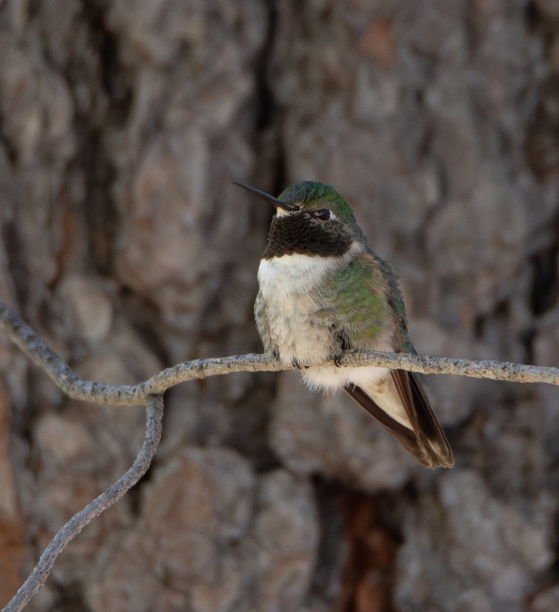 Broad-tailed Hummingbird - ML610199045