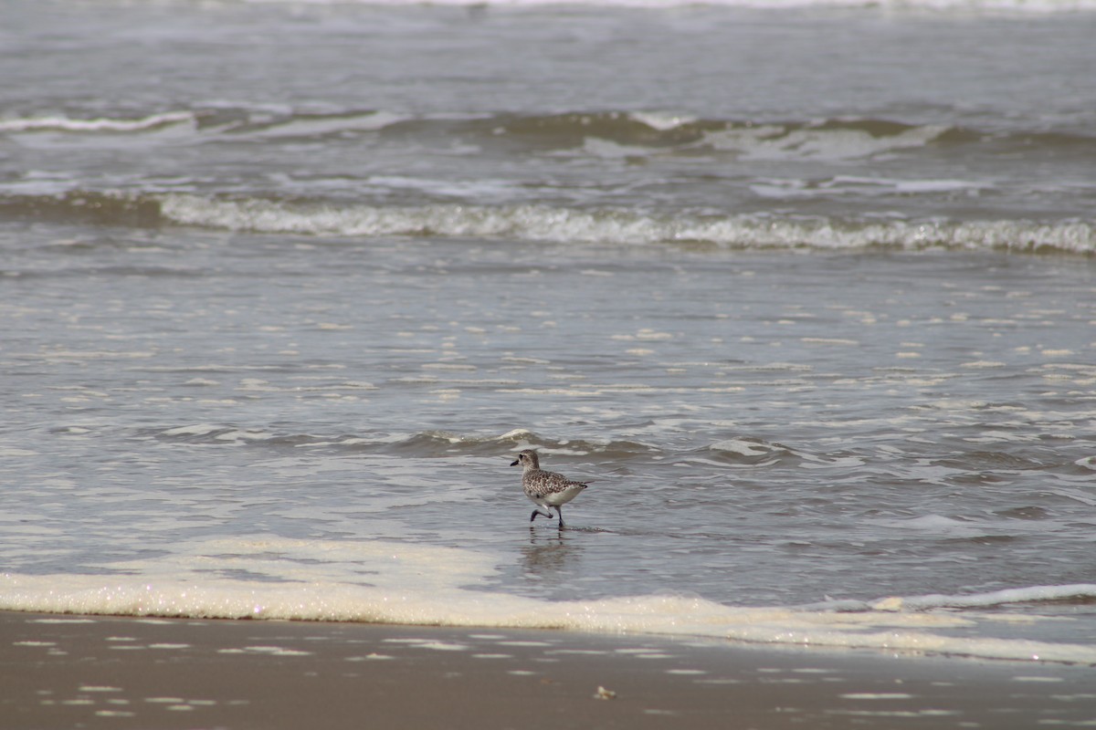 Black-bellied Plover - ML610199146