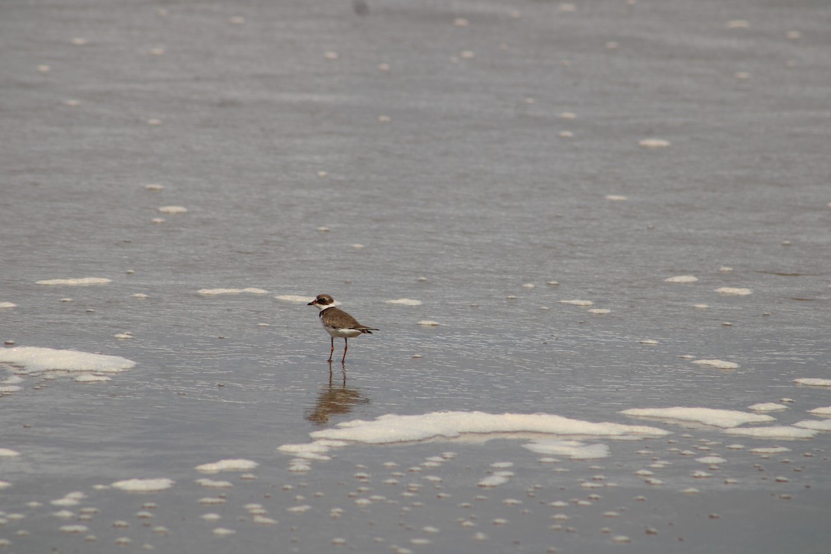 Semipalmated Plover - ML610199158