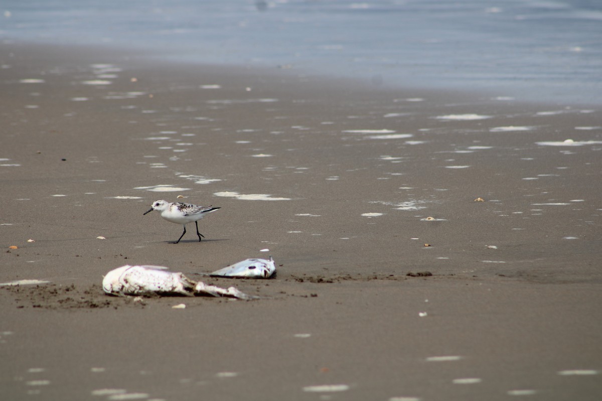 Sanderling - ML610199169