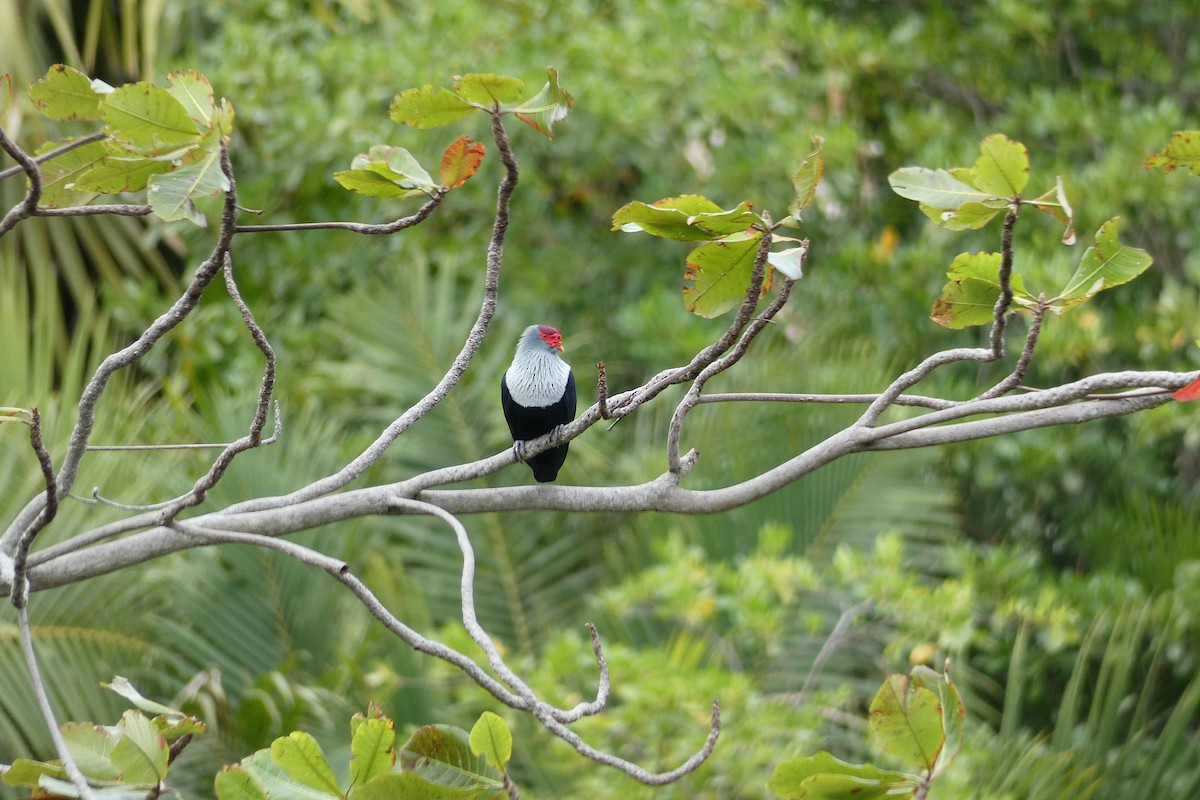 Seychelles Blue-Pigeon - ML610199248