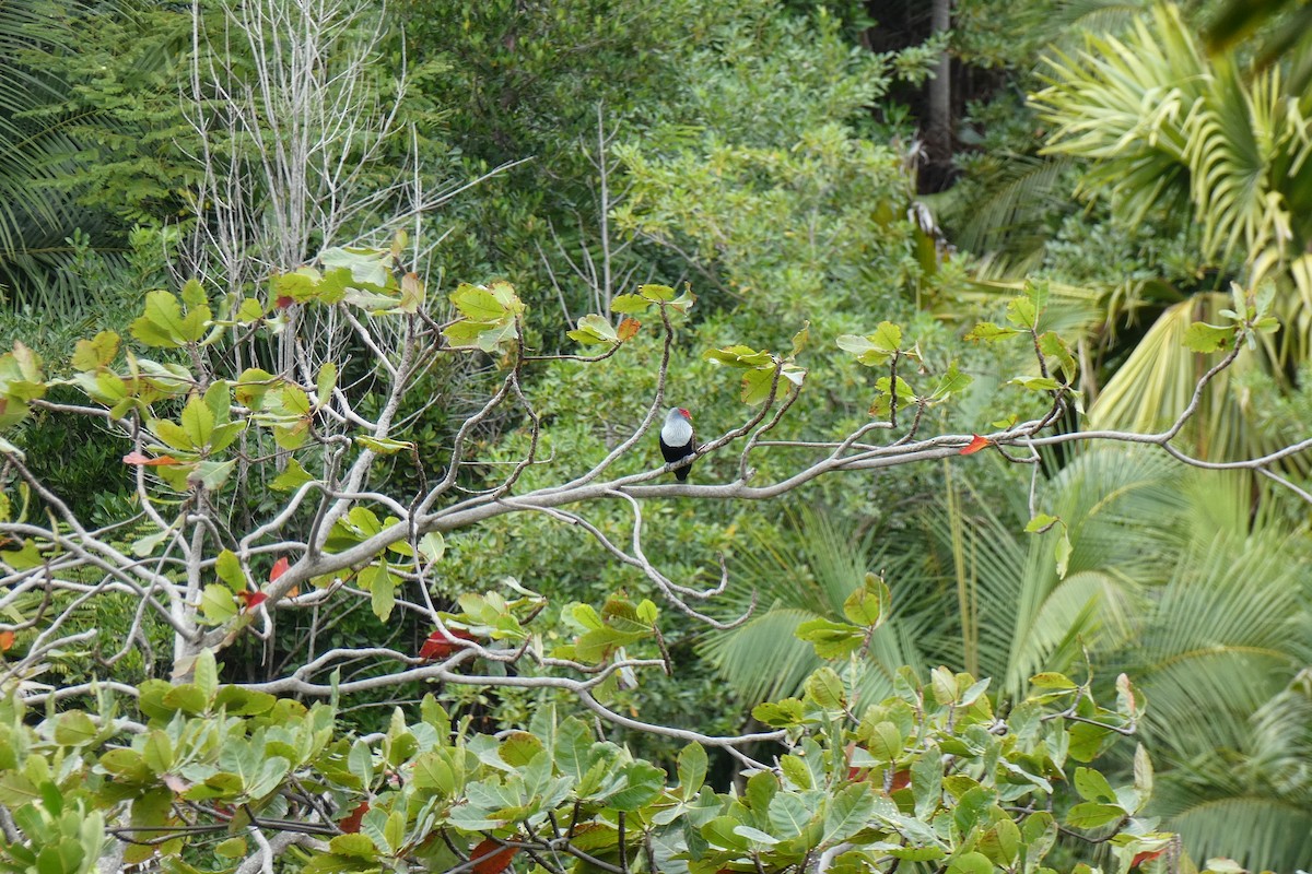 Seychelles Blue-Pigeon - ML610199253