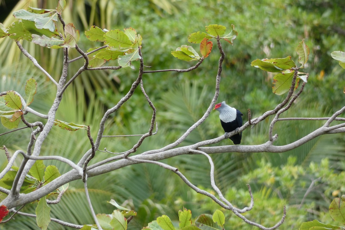 Seychelles Blue-Pigeon - ML610199254