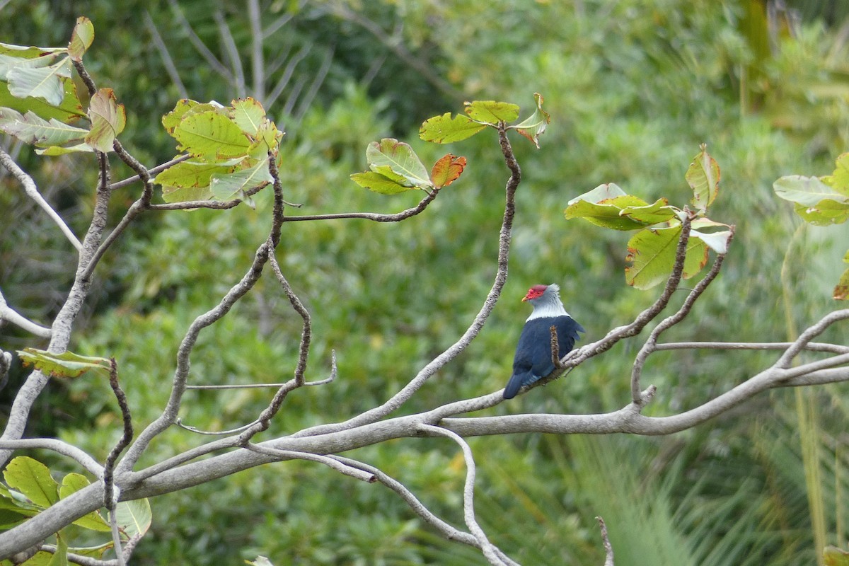 Seychelles Blue-Pigeon - ML610199255