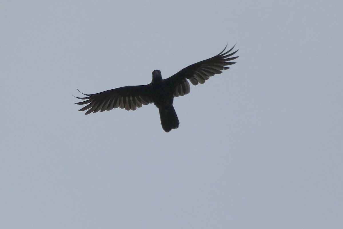 Seychelles Parrot - ML610199257