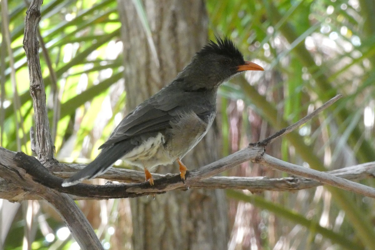 Seychelles Bulbul - ML610199258