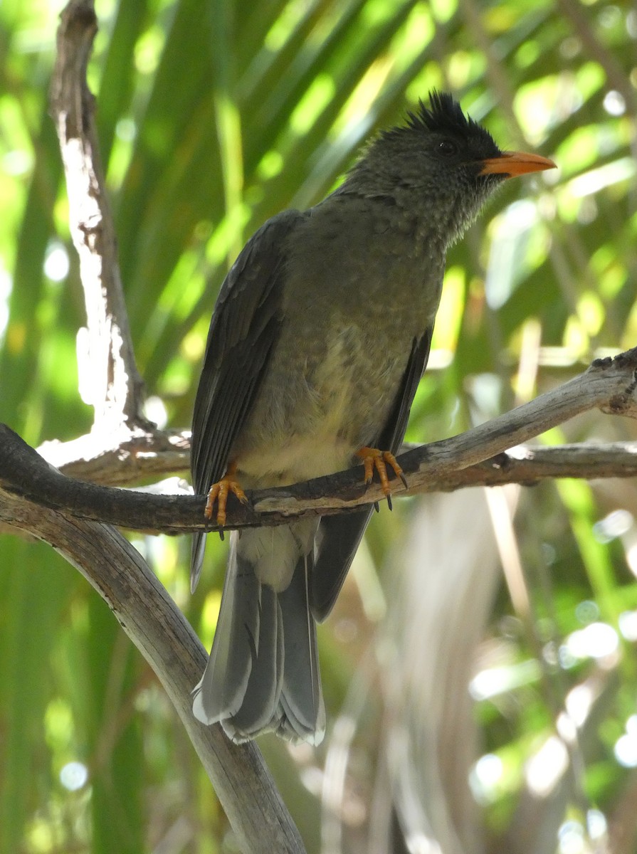 Seychelles Bulbul - ML610199259