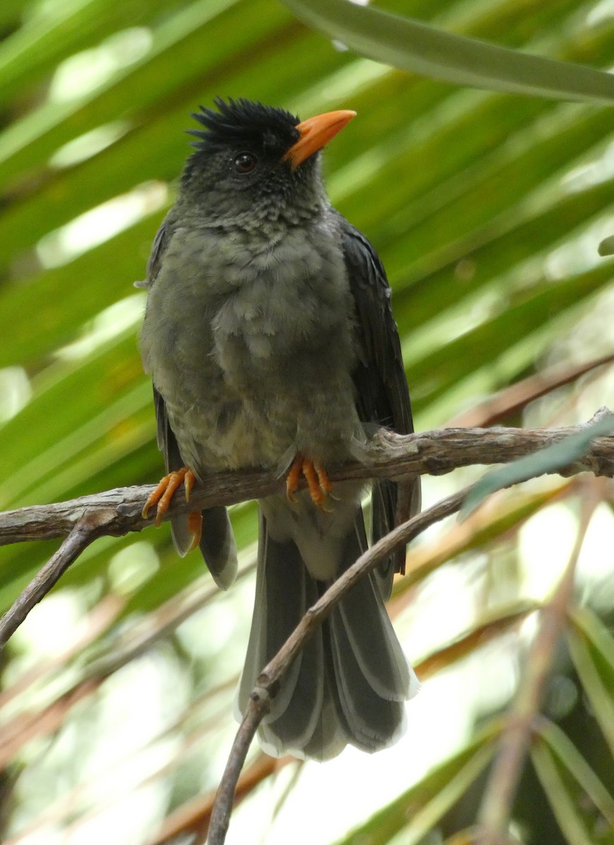 Seychellen-Rotschnabelbülbül - ML610199260