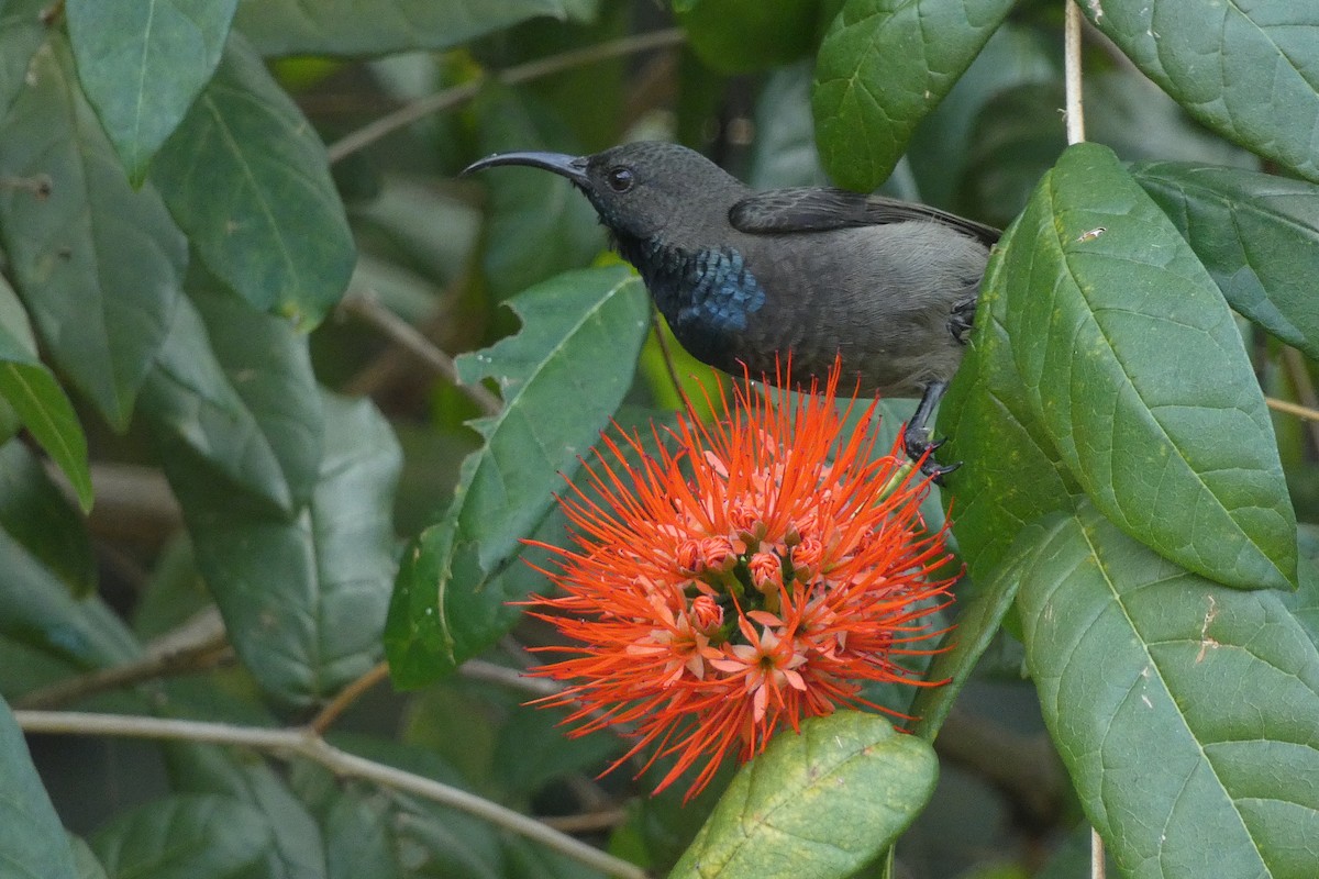 Seychelles Sunbird - Xabier Remirez