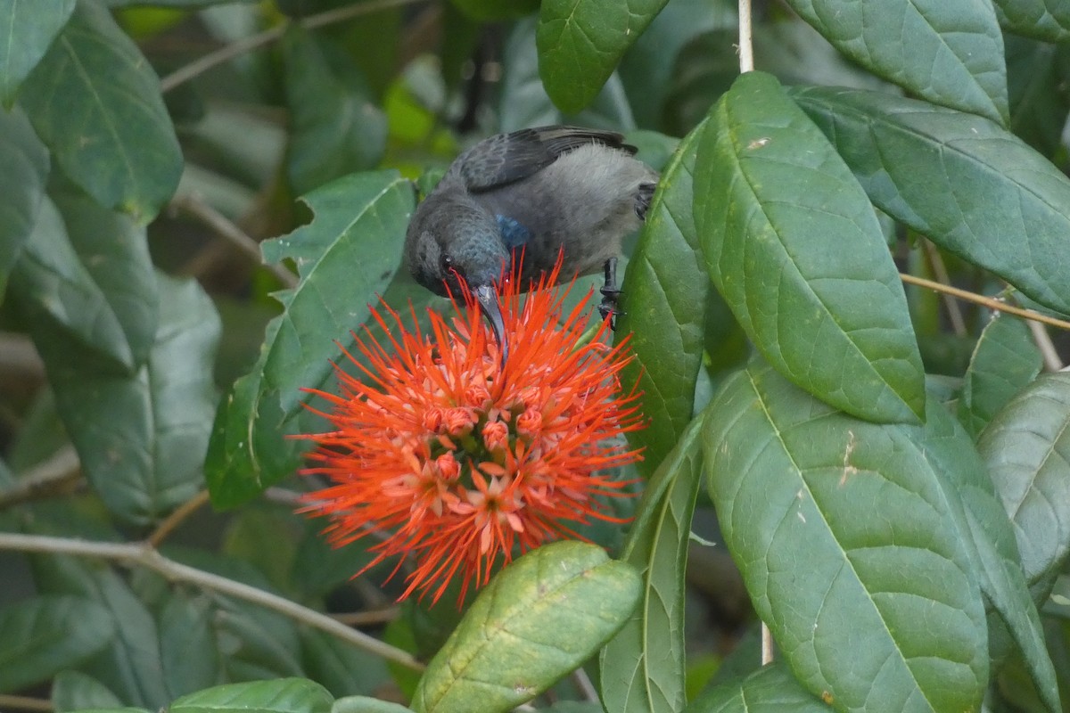 Seychelles Sunbird - Xabier Remirez