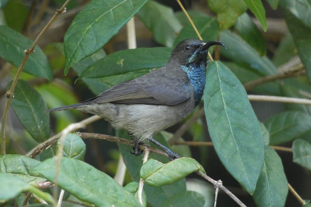 Seychelles Sunbird - Xabier Remirez