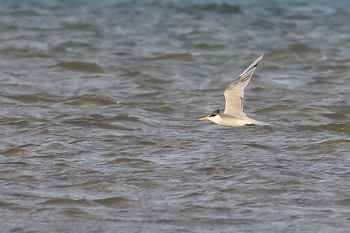 Lesser Crested Tern - ML610199323