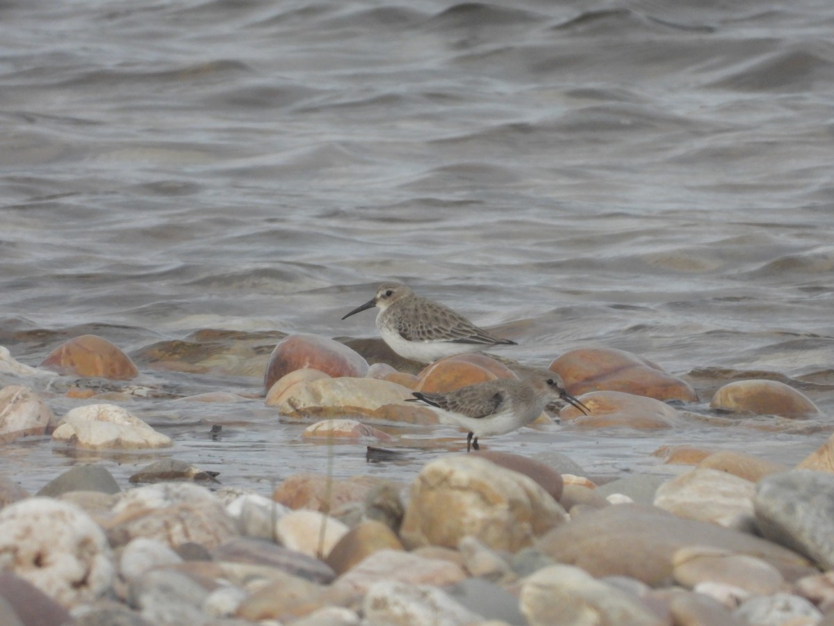 Dunlin - Ricardo Bispo