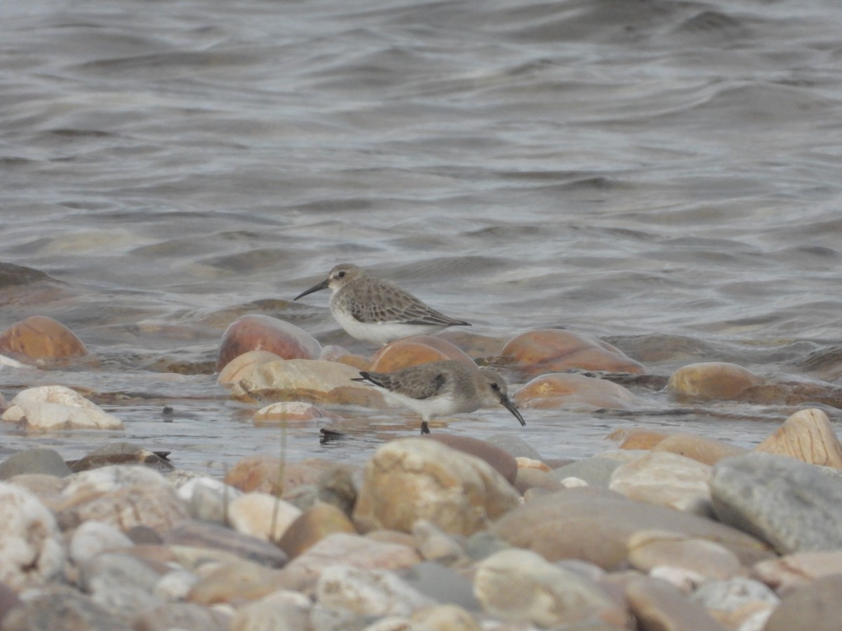 Dunlin - Ricardo Bispo