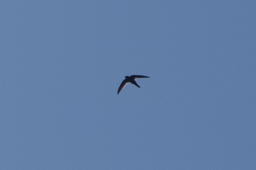 Scarce Swift - GARY DOUGLAS