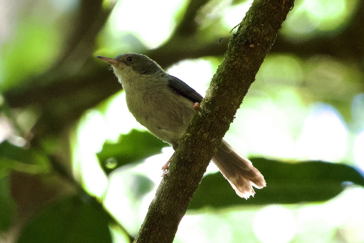 Chirinda Apalis - ML610199387