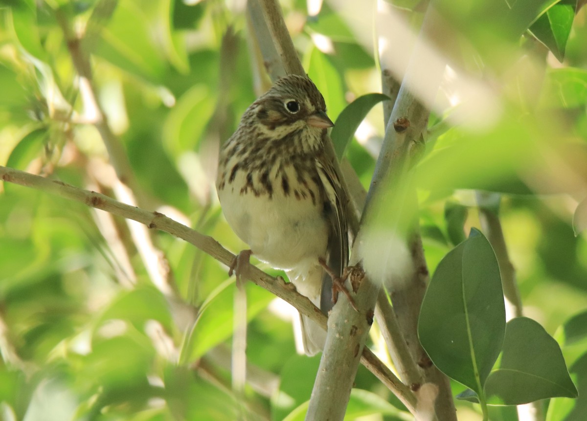 Vesper Sparrow - ML610199406