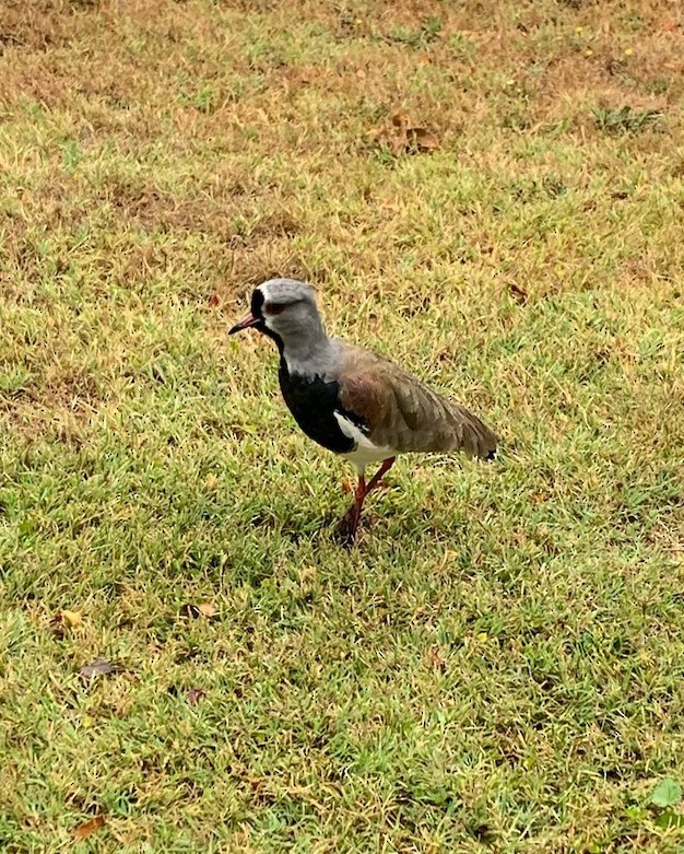 Southern Lapwing - ML610199408