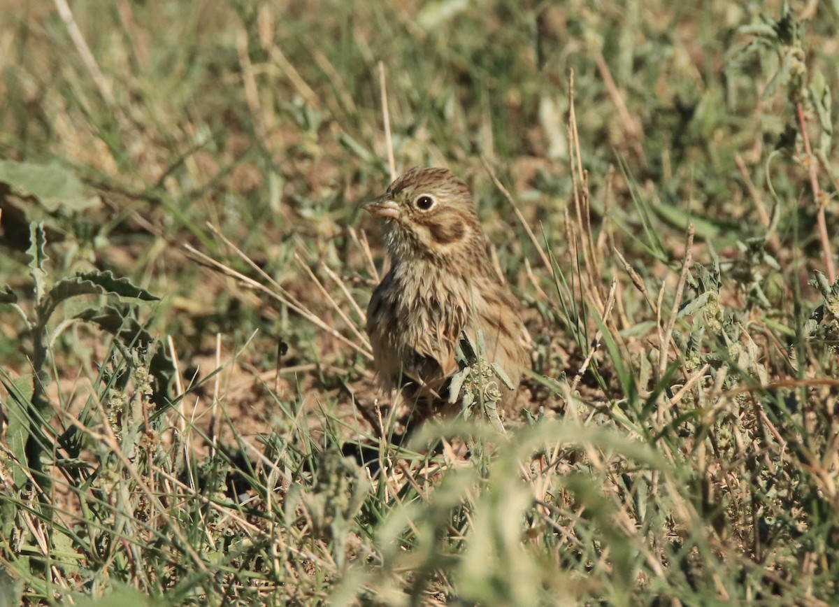 Vesper Sparrow - ML610199412