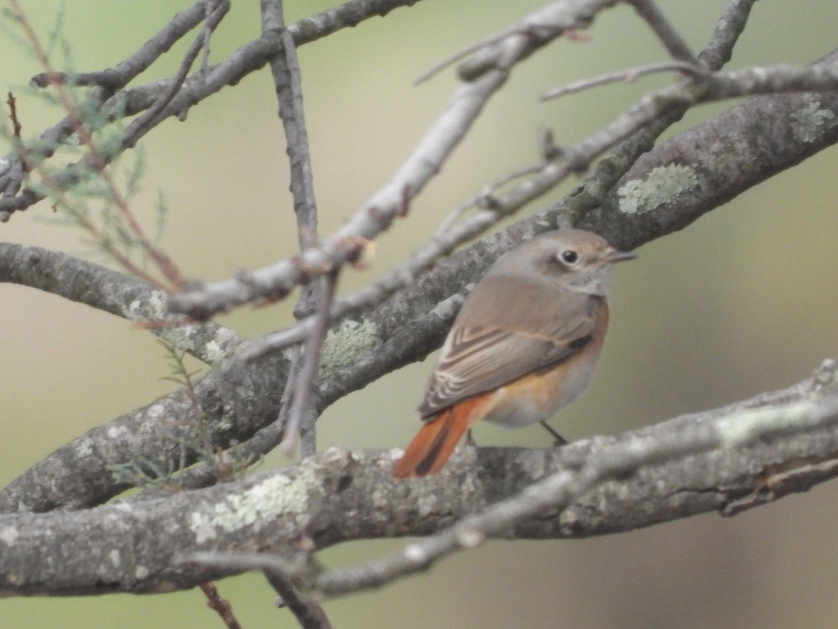 Common Redstart - ML610199461