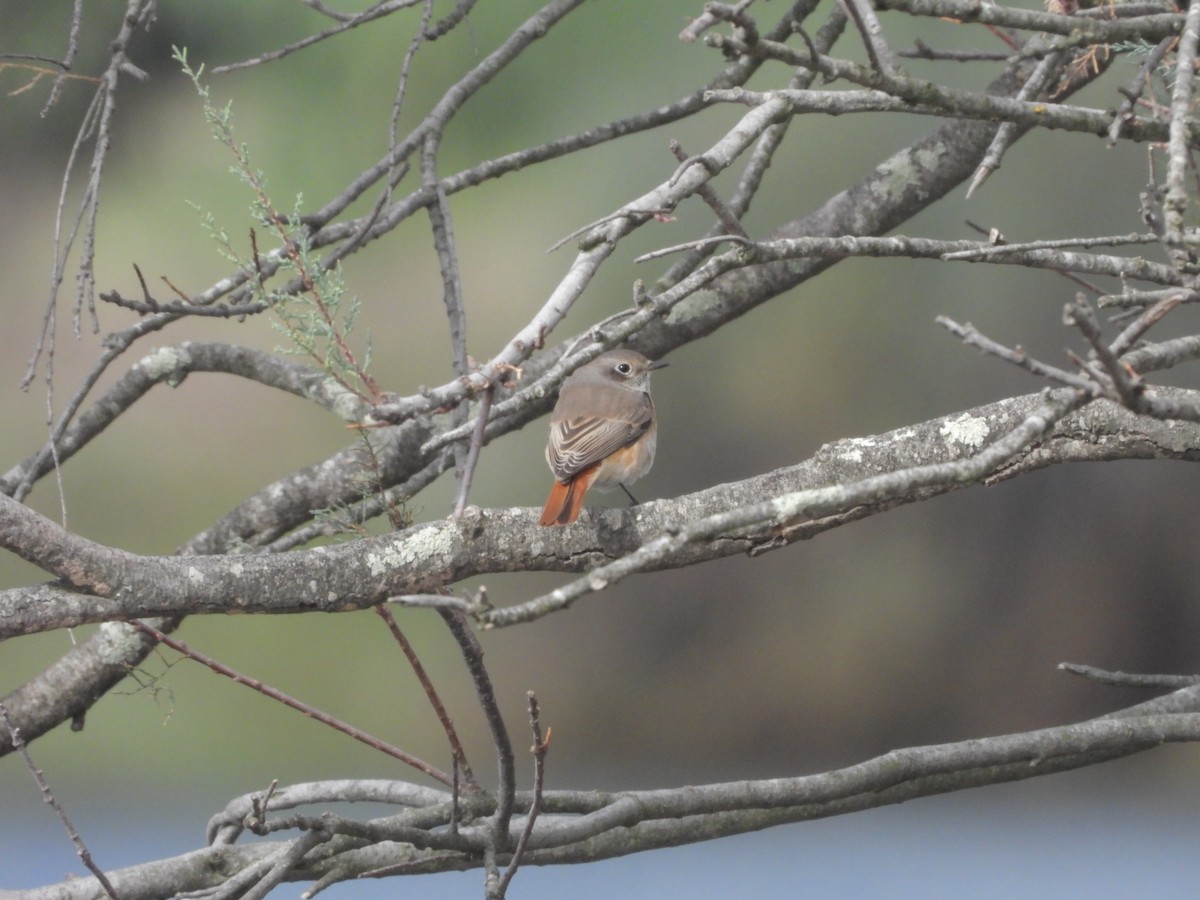 Common Redstart - ML610199462