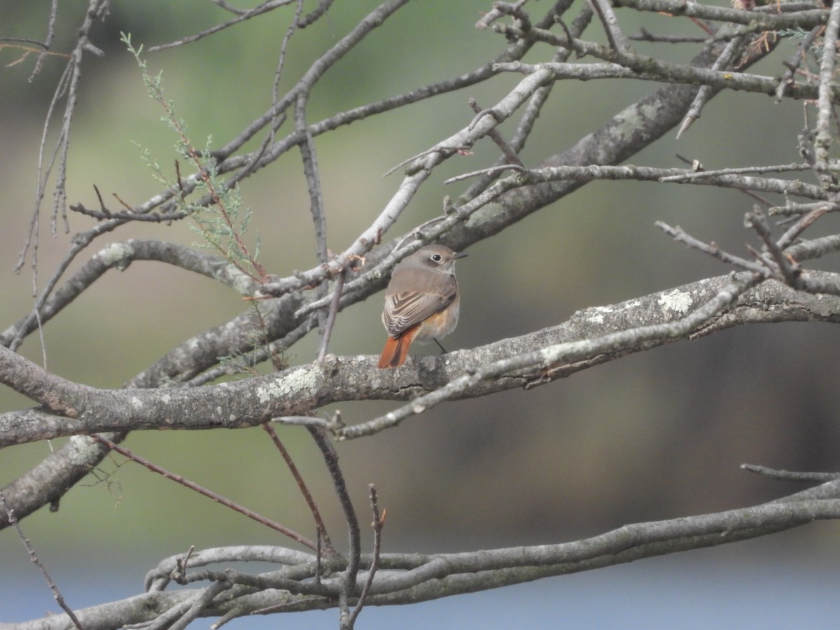 Common Redstart - Ricardo Bispo