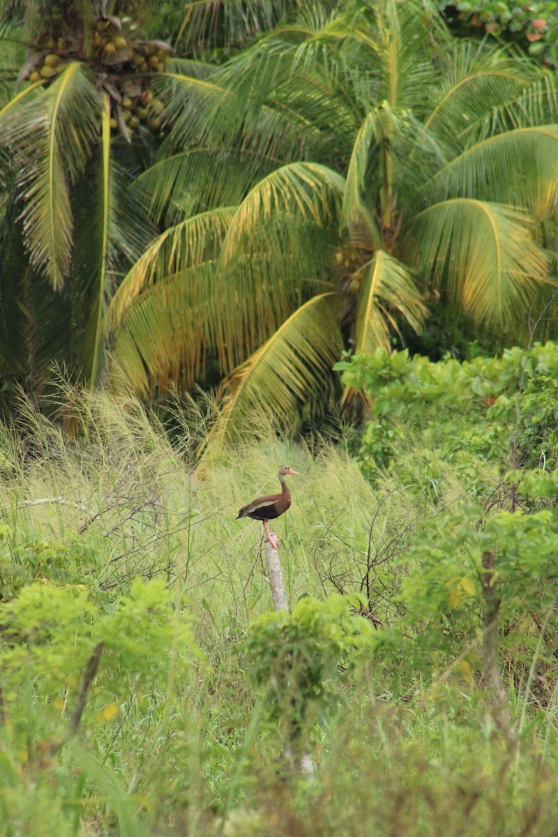 Black-bellied Whistling-Duck - ML610199508