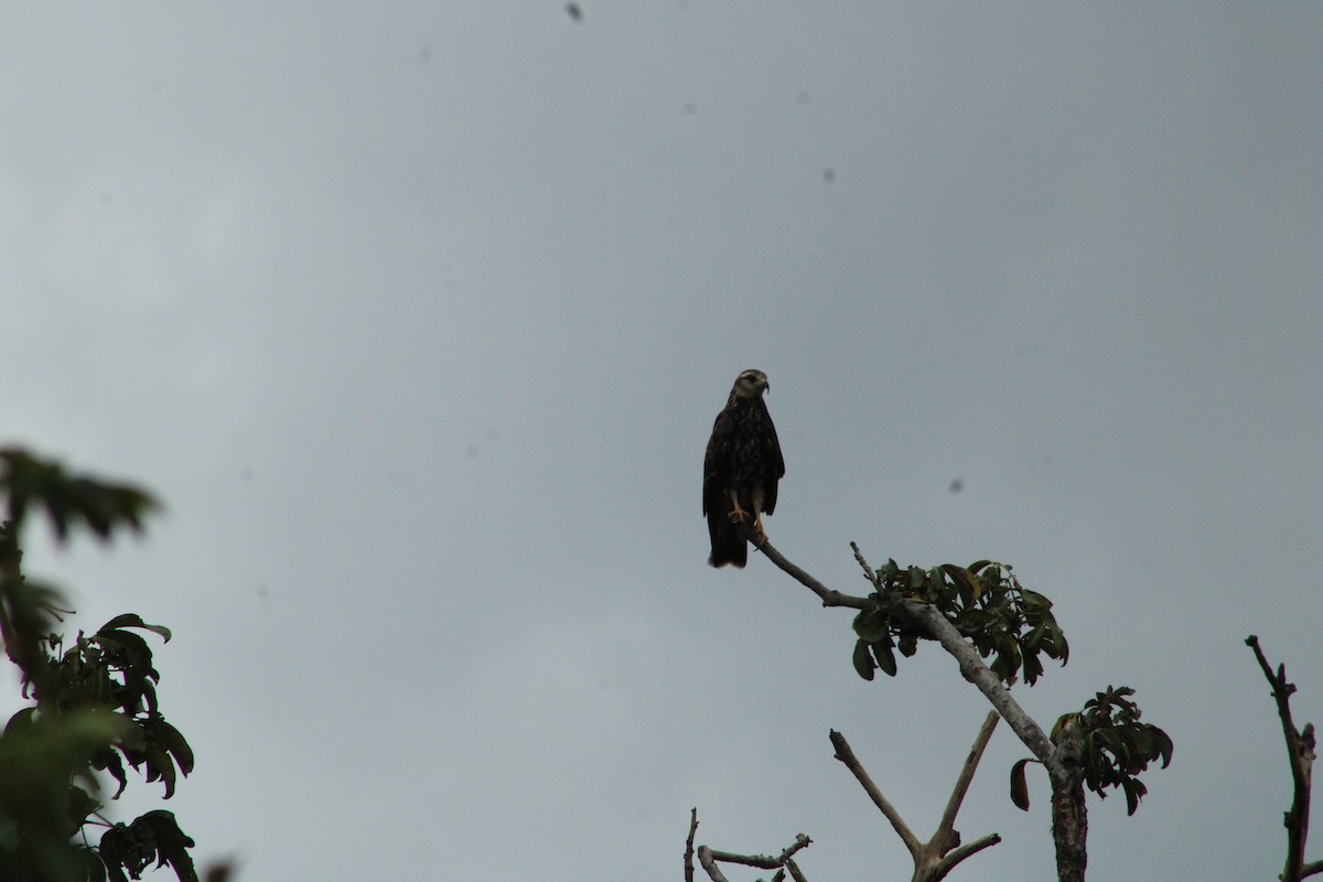 Snail Kite - ML610199524