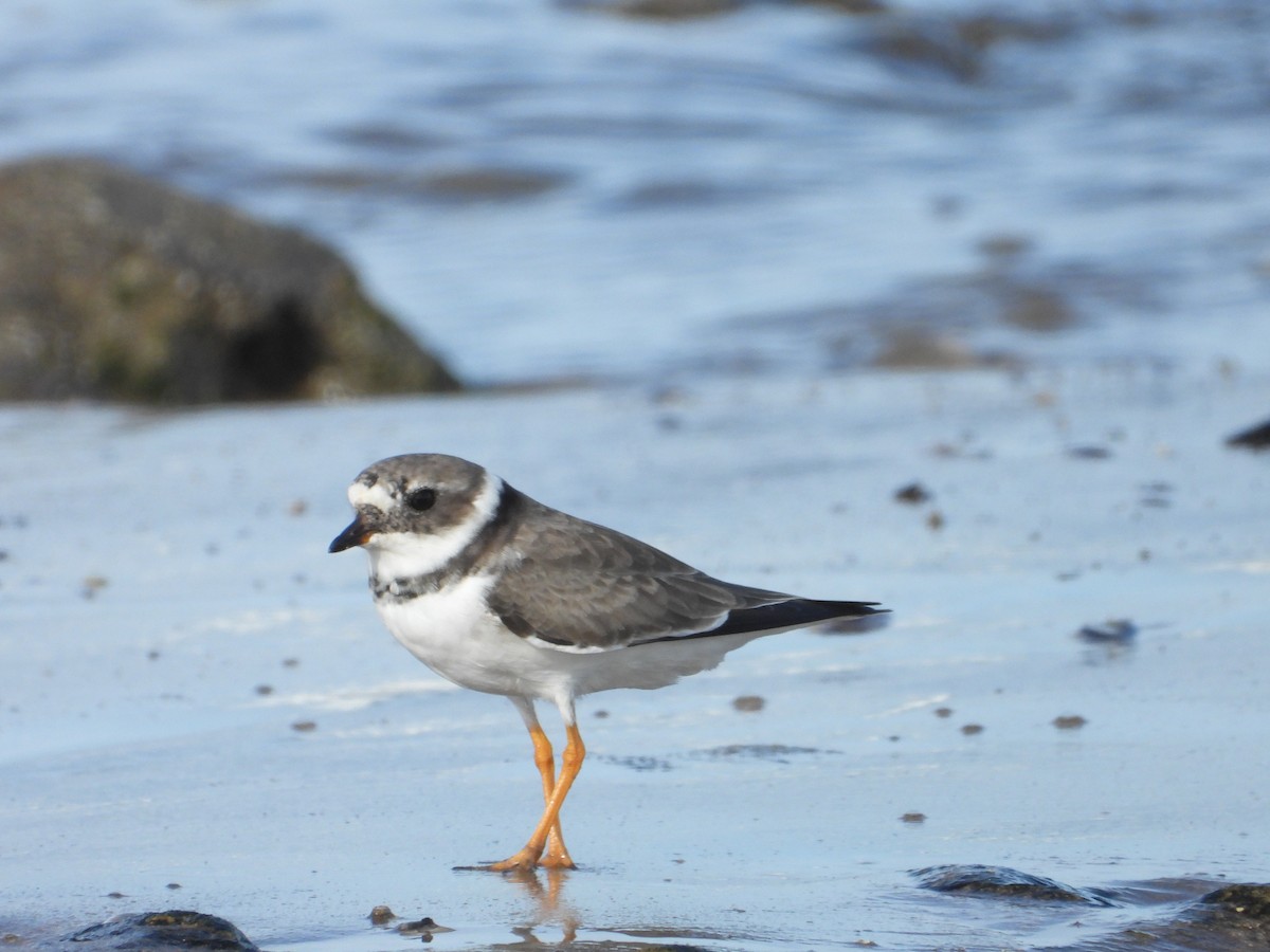 Common Ringed Plover - ML610199553