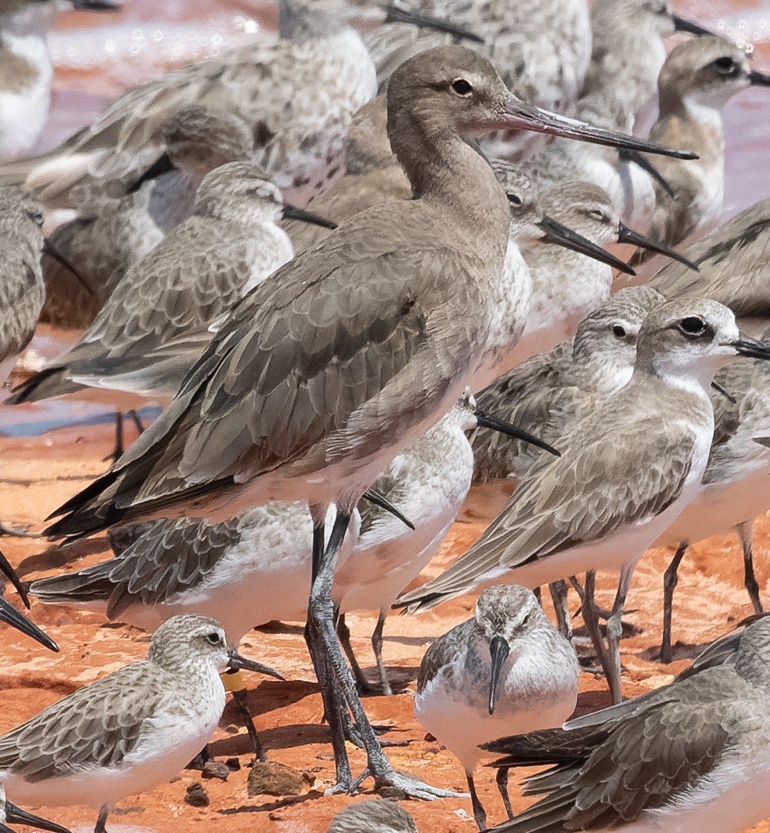 Black-tailed Godwit - ML610199686