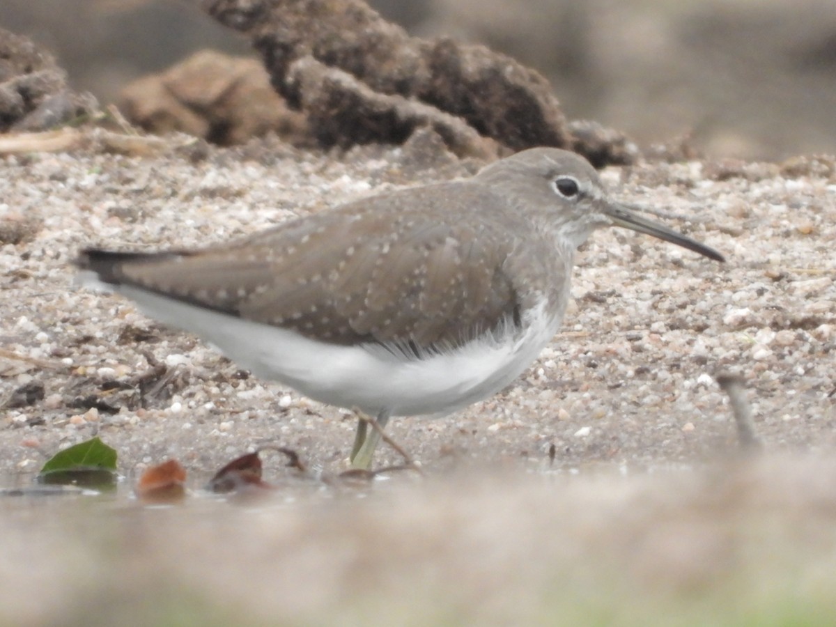 Green Sandpiper - Ricardo Bispo