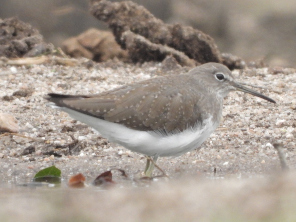 Waldwasserläufer - ML610199908