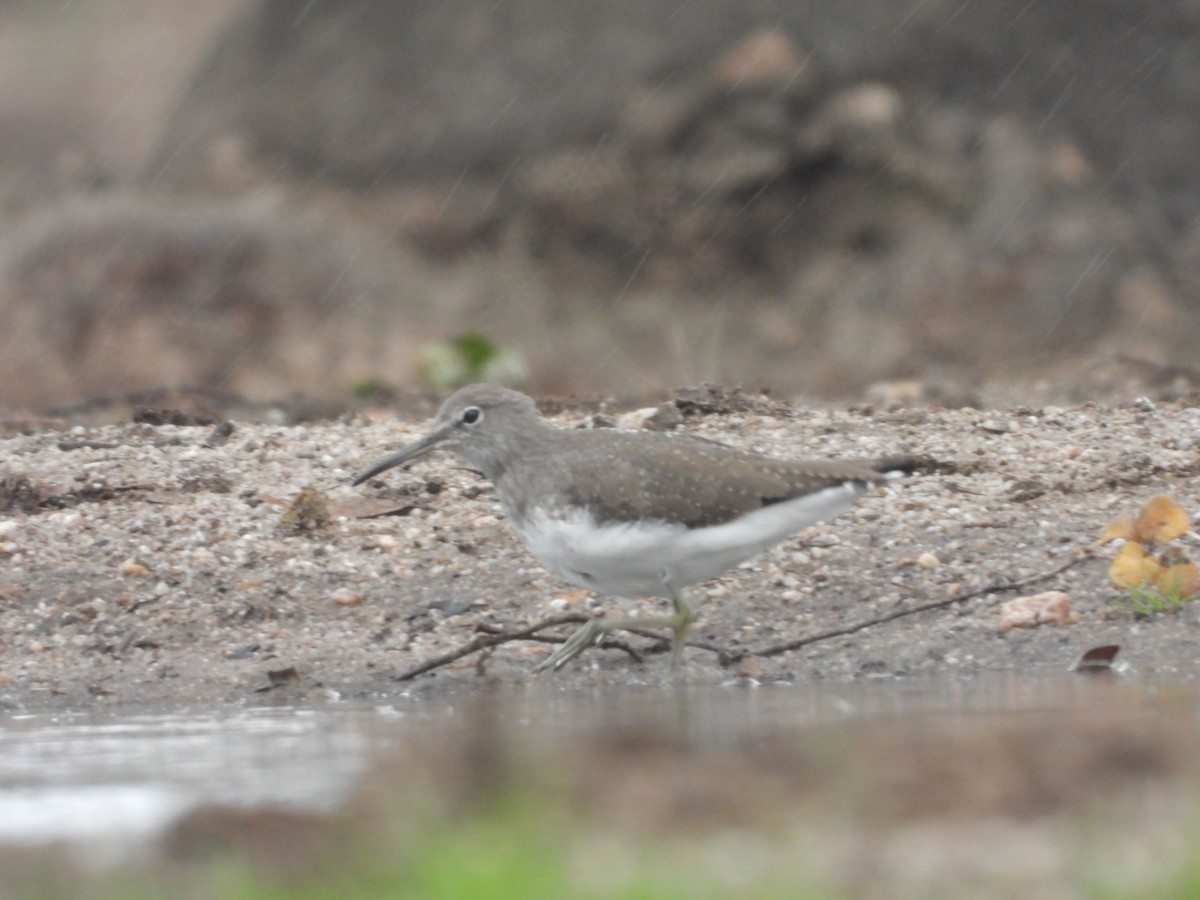 Green Sandpiper - ML610199909