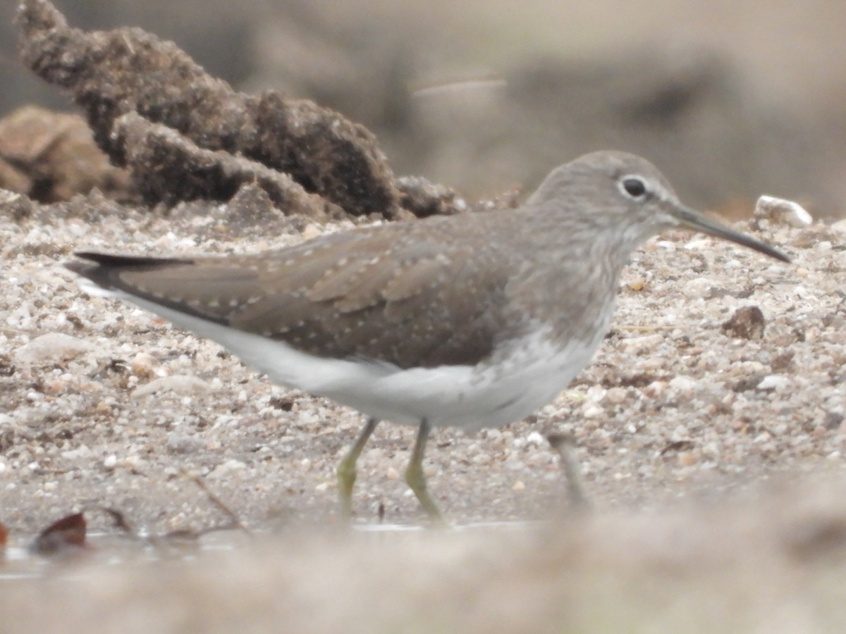 Green Sandpiper - ML610199910