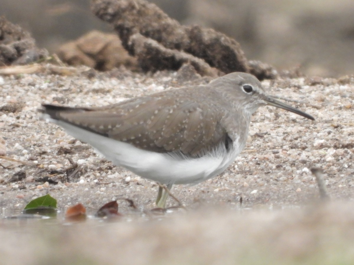 白腰草鷸 - ML610199911