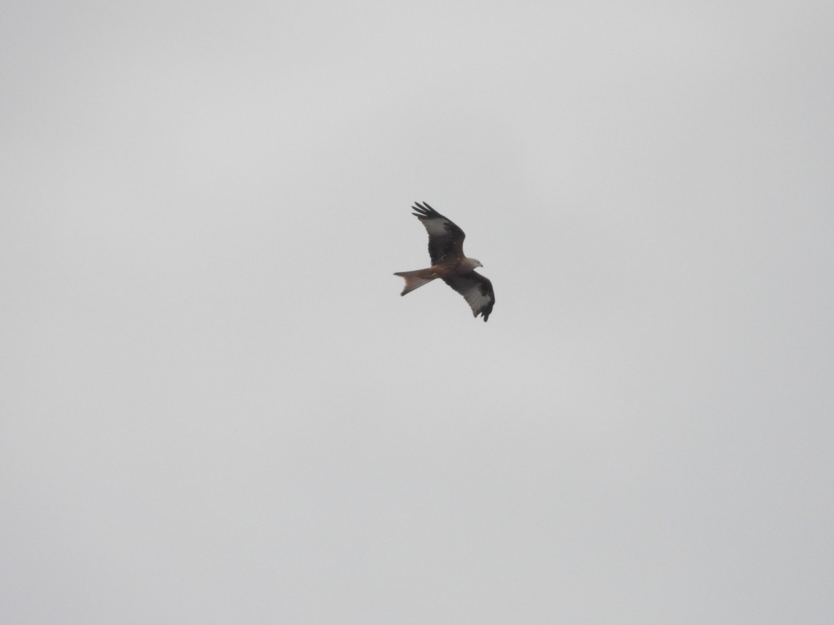 Red Kite - ML610199929