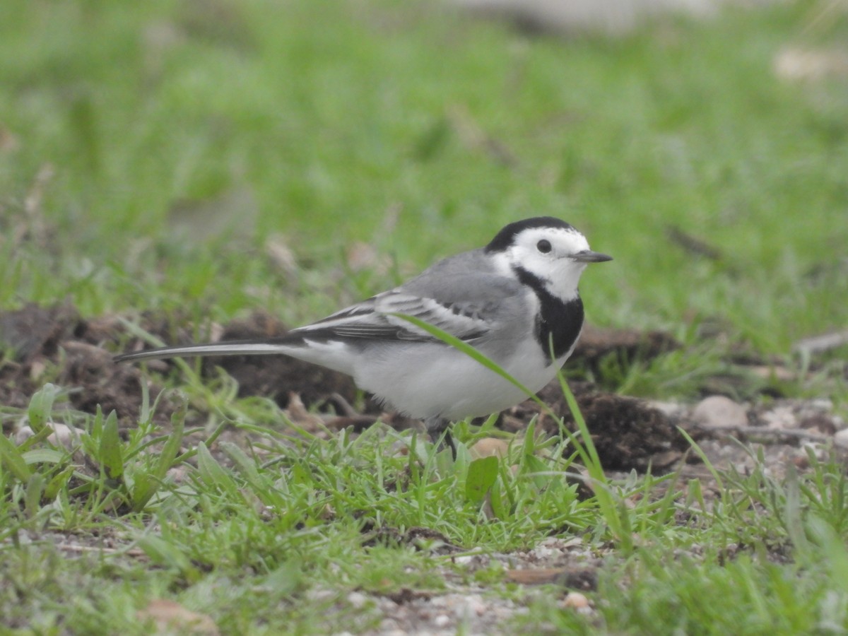 White Wagtail - ML610199936