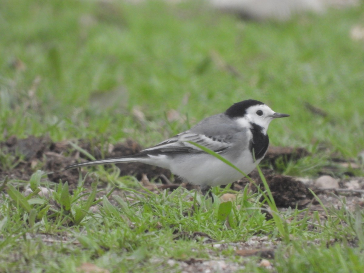 White Wagtail - ML610199938