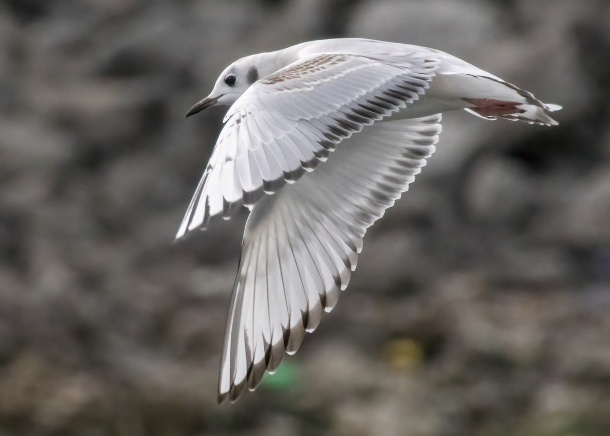 Mouette de Bonaparte - ML610199943