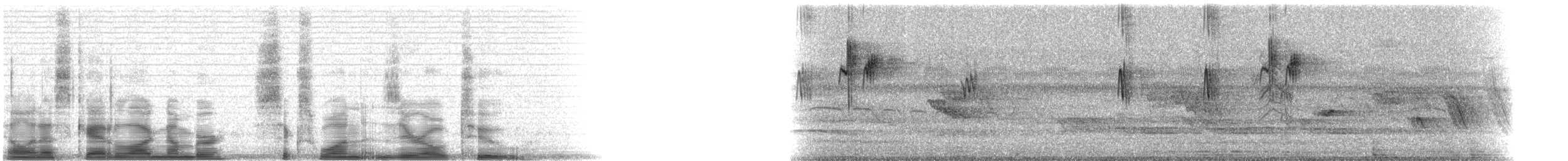 White-bellied Emerald - ML6102