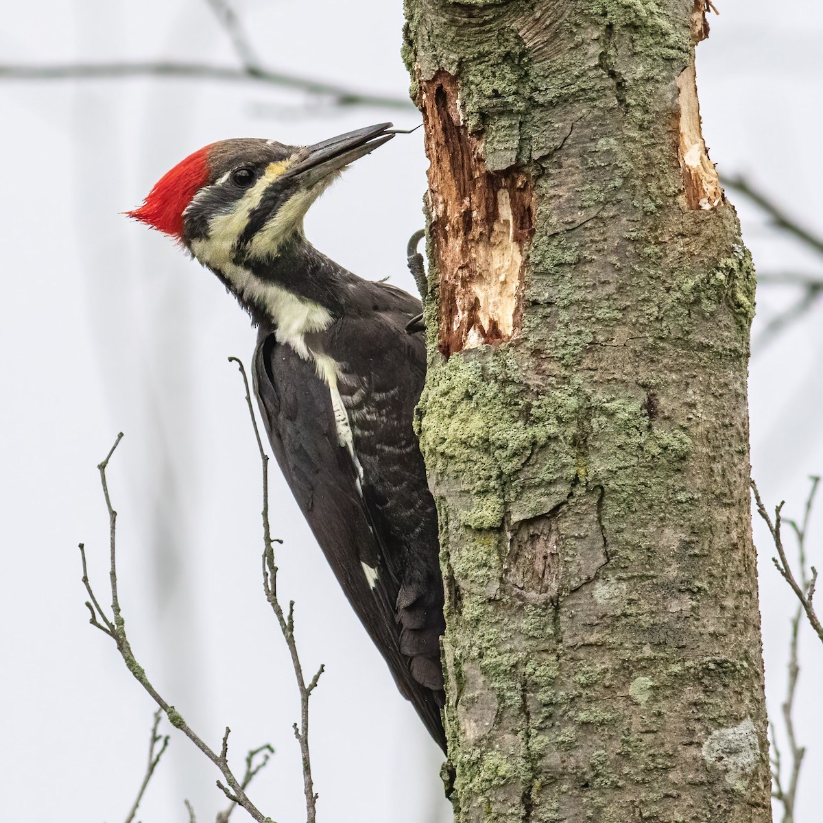 Pileated Woodpecker - Craig Kingma