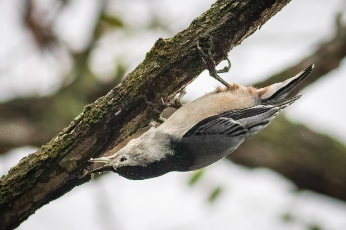 White-breasted Nuthatch - ML610200099