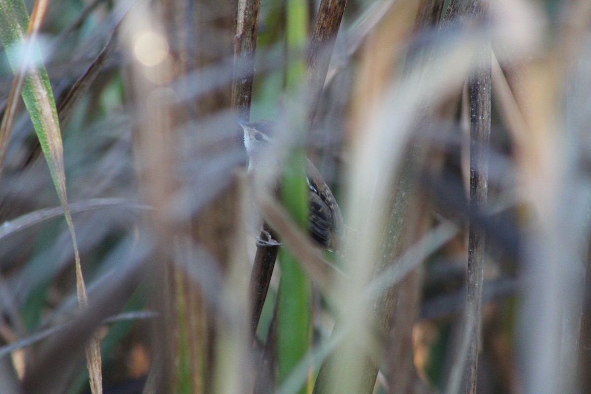 Marsh Wren - ML610200109