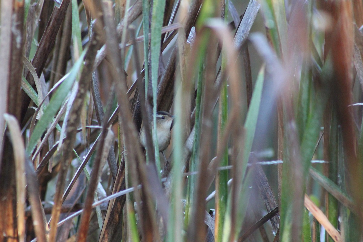 Marsh Wren - Randi Williams