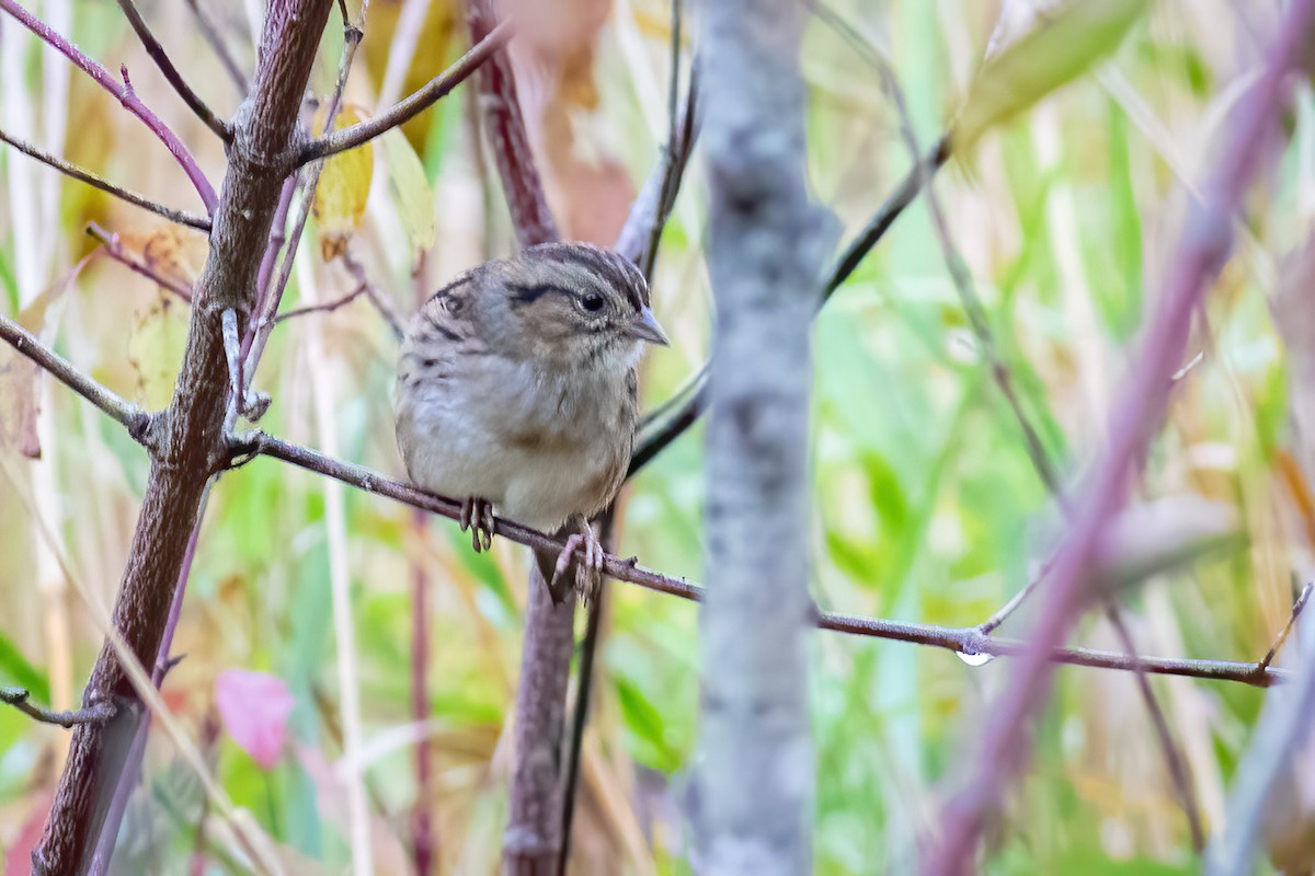 Swamp Sparrow - ML610200136