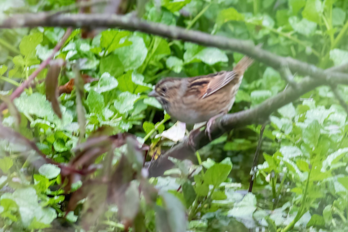 Swamp Sparrow - ML610200137