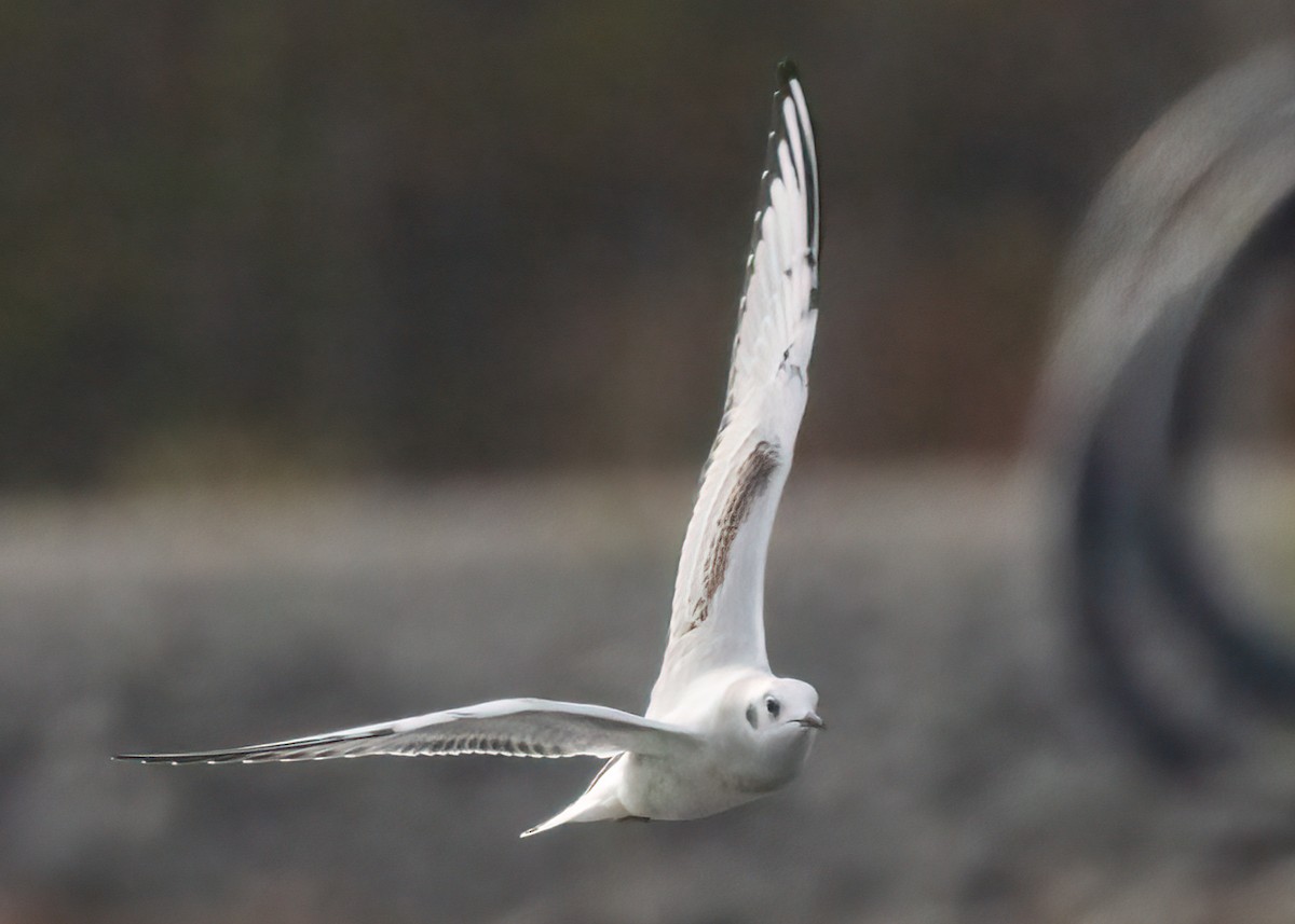 Mouette de Bonaparte - ML610200146