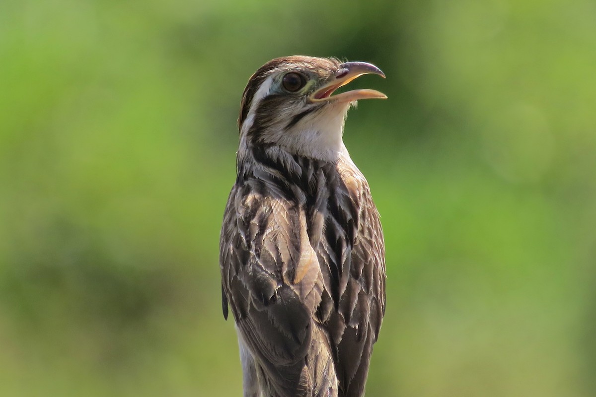 Striped Cuckoo - ML610200165