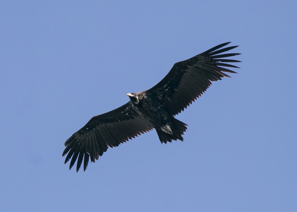 Cinereous Vulture - ML610200177