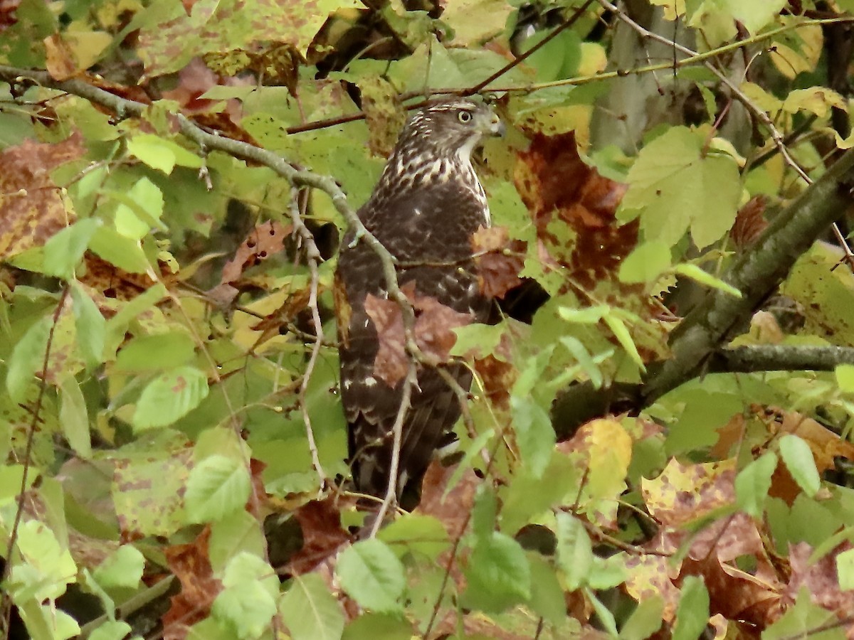 Cooper's Hawk - ML610200200